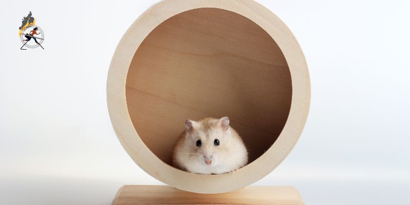 A small, light-colored hamster peers out of a wooden circular tunnel on a wooden platform, capturing the essence of simplicity that contrasts the chaos of blogger burnout. The plain white background adds to the serene scene.