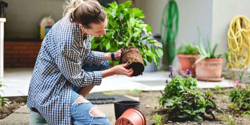 home and garden blogger outside planting flowers