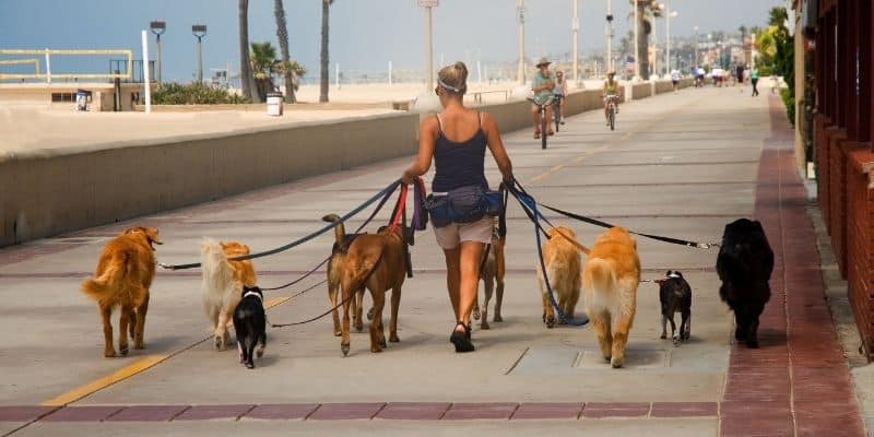 woman walking various breeds of dogs by the beach